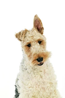 Images Dated 1st July 2009: Dog. Wire Fox Terrier