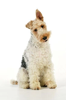 Images Dated 1st July 2009: Dog. Wire Fox Terrier