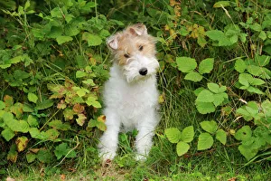 Images Dated 1st August 2009: Dog. Wire Fox Terrier