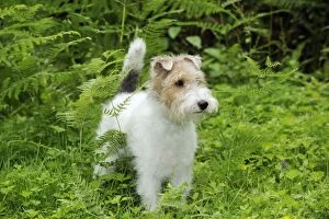 Images Dated 1st August 2009: Dog. Wire Fox Terrier