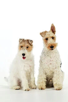 Images Dated 1st July 2009: Dog. Wire Fox Terriers
