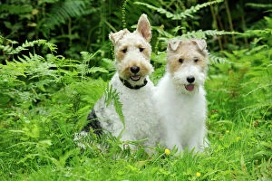 Images Dated 1st August 2009: Dog. Wire Fox Terriers