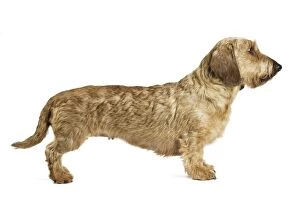Images Dated 12th April 2017: Dog Wire Haired Dachshund
