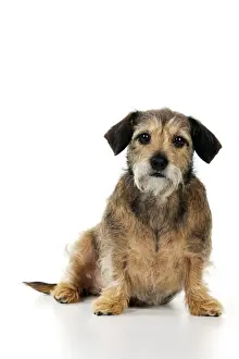 Tecel Prints: DOG - Wire haired dachshund x long haired chihuahua