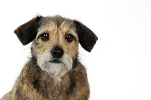 DOG - Wire haired dachshund x long haired chihuahua