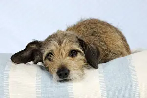 Blanket Prints: DOG - Wire haired dachshund x long haired chihuahua