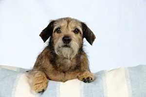 Small Pet Prints: DOG - Wire haired dachshund x long haired chihuahua