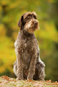 Images Dated 26th October 2008: DOG - Wire-haired Pointing Griffon / Korthals Griffon