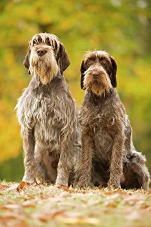 Images Dated 26th October 2008: DOG - Wire-haired Pointing Griffon / Korthals Griffon