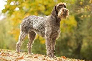 Images Dated 26th October 2008: DOG - Wire-haired Pointing Griffon / Korthals Griffon