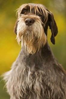 Images Dated 26th October 2008: DOG - Wire-haired Pointing Griffon / Korthals Griffon