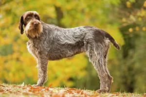 Images Dated 26th October 2008: DOG - Wire-haired Pointing Griffon / Korthals Griffon