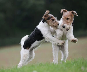 Images Dated 26th May 2015: Dog - Wire-haired / Wirehaired Fox Terrier puppies