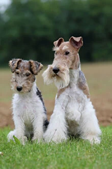 Images Dated 26th May 2015: Dog - Wire-haired / Wirehaired Fox Terrier