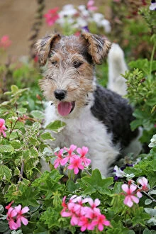 Dog - Wire-haired / Wirehaired Fox Terrier puppy