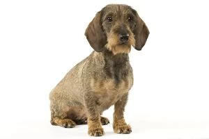 Images Dated 8th April 2006: Dog - Wirehaired Dachshund