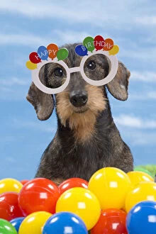 Dog - Wirehaired Dachshund with coloured balls