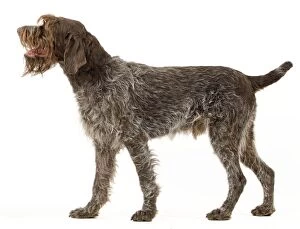 Images Dated 22nd October 2011: Dog - Wirehaired Pointing Griffon / Korthals Griffon Dog