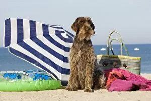 Images Dated 29th August 2012: Dog - Wirehaired Pointing / Korthals Griffon - on the beach