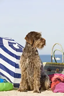 Umbrellas Prints: Dog - Wirehaired Pointing / Korthals Griffon - on the beach