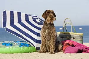 Umbrellas Prints: Dog - Wirehaired Pointing / Korthals Griffon - on the beach