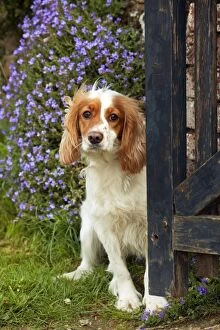 DOG - Working Cocker Spaniel standing in garden gate