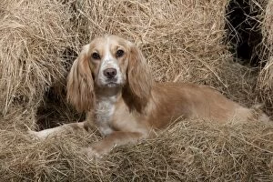 Straw Gallery: DOG (working) Golden Cocker Spaniel in hay