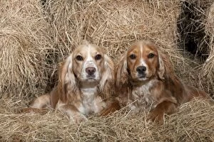Straw Gallery: DOG (working) Golden Cocker Spaniels in hay