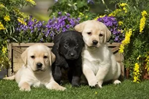 Images Dated 5th April 2011: Dog - Yellow and Black Labrador puppies