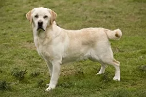 Images Dated 17th October 2009: Dog - Yellow Labrador