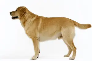 Dog - Yellow Labrador