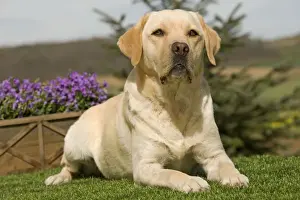 Dog - Yellow Labrador