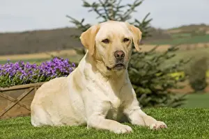 Dog - Yellow Labrador
