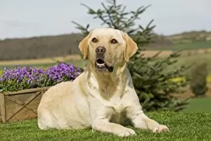 Images Dated 5th April 2011: Dog - Yellow Labrador