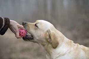 Images Dated 18th March 2005: Dog - Yellow Labrador - Biting ball from owners hand