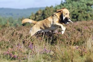 DOG. Yellow labrador holding grouse in mouth leaping