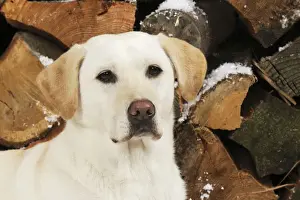 DOG. Yellow labrador in front of logs