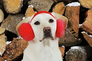 Labrador Prints: DOG. Yellow labrador in front of logs wearing red ear muffs Digital Manipulation: from pink to red