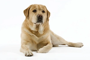 Dog - Yellow Labrador lying down