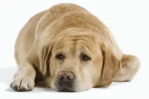 Dog - Yellow Labrador lying down