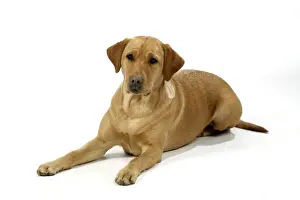 Dog - Yellow Labrador - lying down
