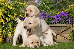 Dog - Yellow Labrador puppies