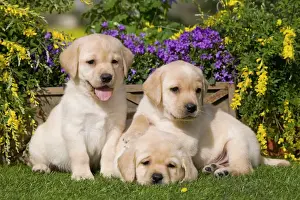 Rest Prints: Dog - Yellow Labrador puppies