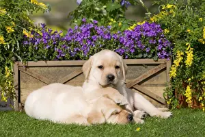 Dog - Yellow Labrador puppies
