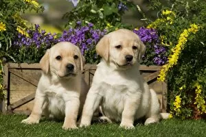Images Dated 5th April 2011: Dog - Yellow Labrador puppies