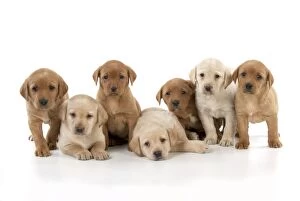 Images Dated 8th March 2013: DOG - Yellow labrador puppies in a row (6 weeks)