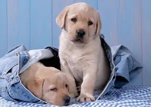 Hiding Prints: Dog - Yellow Labrador puppies sitting in blue jeans