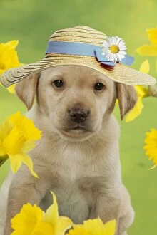 Images Dated 8th March 2013: DOG - Yellow Labrador puppy