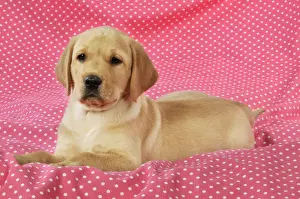 DOG. Yellow Labrador puppy (8 weeks old ) on red spotted background