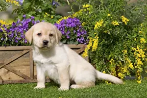Dog - Yellow Labrador puppy